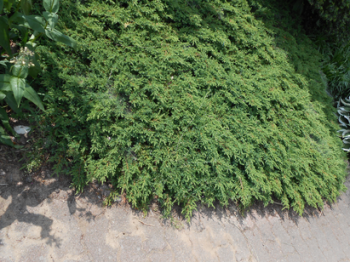 Drzewko ozdobne Jałowiec pospolity ‘Green Carpet’